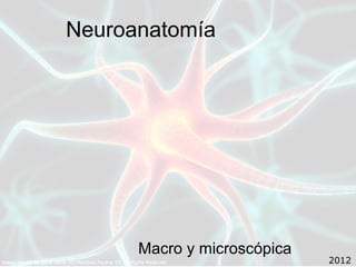 Neuroanatomía




      Macro y microscópica
                             2012
 