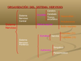 ORGANIZACIÓN DEL SISTEMA NERVIOSO
                                 Cerebro

           Sistema      Encéfalo Cerebelo
                                 Tronco        Mesencéfalo
           Nervioso              encefálico
           Central                             Protuberancia
Sistema                 Médula espinal
                                               Bulbo raquídeo
Nervioso
                                               Espinales (31)
                          Somático Nervios
                                               Craneales (12)
           Sistema
           Nervioso
           Periférico
                                         Simpático
                           Autónomo
                                         Parasimpático
 