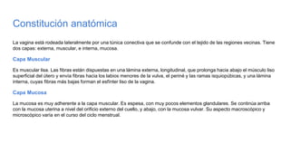 Constitución anatómica
La vagina está rodeada lateralmente por una túnica conectiva que se confunde con el tejido de las regiones vecinas. Tiene
dos capas: externa, muscular, e interna, mucosa.
Capa Muscular
Es muscular lisa. Las fibras están dispuestas en una lámina externa, longitudinal, que prolonga hacia abajo el músculo liso
superficial del útero y envía fibras hacia los labios menores de la vulva, el periné y las ramas isquiopúbicas, y una lámina
interna, cuyas fibras más bajas forman el esfínter liso de la vagina.
Capa Mucosa
La mucosa es muy adherente a la capa muscular. Es espesa, con muy pocos elementos glandulares. Se continúa arriba
con la mucosa uterina a nivel del orificio externo del cuello, y abajo, con la mucosa vulvar. Su aspecto macroscópico y
microscópico varía en el curso del ciclo menstrual.
 
