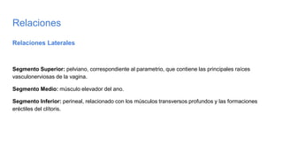 Relaciones
Relaciones Laterales
Segmento Superior: pelviano, correspondiente al parametrio, que contiene las principales raíces
vasculonerviosas de la vagina.
Segmento Medio: músculo elevador del ano.
Segmento Inferior: perineal, relacionado con los músculos transversos profundos y las formaciones
eréctiles del clítoris.
 