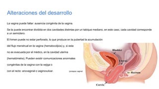 Alteraciones del desarrollo
La vagina puede faltar: ausencia congénita de la vagina.
Se la puede encontrar dividida en dos cavidades distintas por un tabique mediano, en este caso, cada cavidad corresponde
a un semiútero.
El himen puede no estar perforado, lo que produce en la pubertad la acumulación
del flujo menstrual en la vagina (hematocolpos) y, si esta
no es evacuada por el médico, en la cavidad uterina
(hematómetra). Pueden existir comunicaciones anormales
congénitas de la vagina con la vejiga o
con el recto: anovaginal o vaginovulvar. (prolapso vaginal)
 