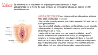 Vulva:
Labios mayores: Es un pliegue cutáneo, alargado de adelante
hacia atrás en el cual se reconoce:
- Una cara lat: muy pigmentada, con pelos, separada del muslo por un
surco genitofemoral
- Una cara medial: situada en contacto con la del labio menor opuesto
(vulva cerrada). Si se separan, la hendidura vulvar queda entre los
labios mayores de la vulva.
Los dos labios mayores se unen por sus extremidades. La unión
anterior es la comisura anterior de los labios, la unión posterior
constituye la comisura posterior, situada por detrás de la fosa del
vestíbulo de la vagina. El labio mayor está cubierto por un tegumento
delgado bajo el cual se encuentra una capa muscular lisa: el dartos
labial, al que cubre un tejido adiposo más o menos abundante.
Se denomina así al conjunto de los órganos genitales externos de la mujer.
Está coronada por el monte del pubis e incluye las formaciones labiales, un aparato eréctil y
glándulas anexas.
 