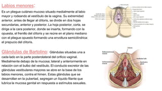 Labios menores:
Es un pliegue cutáneo mucoso situado medialmente al labio
mayor y rodeando al vestíbulo de la vagina. Su extremidad
anterior, antes de llegar al clítoris, se divide en dos hojas
secundarias, anterior y posterior. La hoja posterior, corta, se
dirige a la cara posterior, donde se inserta, formando con la
opuesta, el frenillo del clítoris y se reúne en el plano mediano
con el pliegue opuesto formando una envoltura semicilíndrica:
el prepucio del clítoris.
Glándulas de Bartolino: Glándulas situadas una a
cada lado en la parte posterolateral del orificio vaginal.
Medialmente debajo de la mucosa; lateral y anteriormente en
relación con el bulbo del vestíbulo. El conducto excretor de las
glándulas vestibulares mayores se abre en la base de los
labios menores, contra el himen. Estas glándulas que se
desarrollan en la pubertad, segregan un líquido filante que
lubrica la mucosa genital en respuesta a estímulos sexuales.
 