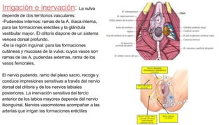 Irrigación e inervación: La vulva
depende de dos territorios vasculares:
-Pudendos internos: ramas de la A. ilíaca interna,
para las formaciones eréctiles y la glándula
vestibular mayor. El clítoris dispone de un sistema
venoso dorsal profundo.
-De la región inguinal: para las formaciones
cutáneas y mucosas de la vulva, cuyos vasos son
ramas de las A. pudendas externas, rama de los
vasos femorales.
El nervio pudendo, ramo del plexo sacro, recoge y
conduce impresiones sensitivas a través del nervio
dorsal del clítoris y de los nervios labiales
posteriores. La inervación sensitiva del tercio
anterior de los labios mayores depende del nervio
ilioinguinal. Nervios vasomotores acompañan a las
arterias que irrigan las formaciones eréctiles
 