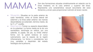 MAMA :
Son dos formaciones situadas simétricamente en relación con la
línea mediana, en la cara anterior y superior del tórax.
Representa una caracteristica sexual secundaria del sexo
femenino y sirven para proporcionar nutrición al recien nacido
● Situación: Situadas en la parte anterior de
cada hemitórax, entre el borde lateral del
esternón y la línea axilar anterior, las mamas
desarrolladas se extienden, término medio, de
la 3° y 7° costilla.
● Descripción:Toman su aspecto desarrollado
en la pubertad. La forma media es la de una
semiesfera, terminada en vértice, por una
saliente, la papila. De pie, su límite inferior
forma con la pared torácica el surco
submamario, que la separa de la región
inframamaria. La forma y consistencia son
muy variables y dependen del estado
fisiológico de la persona.
 