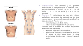 ● Dimensiones: Son variables y no guardan
relación con la talla general de la persona. Mide,
término medio en la adultez, de 10 a 11 cm de
altura, 12 a 13 cm de ancho y 5 a 6 cm de
espesor.
● Número: En los humanos son dos, pero existen
variaciones numéricas. La ausencia de las dos
mamas es muy rara, pero la ausencia unilateral no
es excepcional. Pueden ser:
○ Amastia: ausencia de la mama
○ Atelia: ausencia de la areola y la papila
Por otro lado, el aumento del número de mamas
es mucho más frecuente:
○ Politelia: papilas supernumerarias
○ Polimastia: mamas supernumerarias, pueden
ir desde la fosa axilar hasta la cara
anterolateral del abdomen y de aquí hasta el
pubis
 