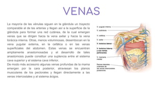 VENAS
La mayoría de las vénulas siguen en la glándula un trayecto
comparable al de las arterias y llegan así a la superficie de la
glándula para formar una red cutánea, de la cual emergen
venas que se dirigen hacia la vena axilar y hacia la vena
torácica interna. Otras, menos voluminosas, desembocan en la
vena yugular externa, en la cefálica o en las venas
superficiales del abdomen. Estas venas se encuentran
ampliamente anastomosadas y el desarrollo de tales
anastomosis puede constituir una suplencia entre el sistema
cava superior y el sistema cava inferior.
De modo más accesorio algunas venas profundas de la mama
emergen por la cara posterior, atraviesan los planos
musculares de los pectorales y llegan directamente a las
venas intercostales y al sistema ácigos.
 