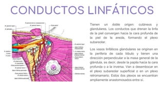CONDUCTOS LINFÁTICOS
Tienen un doble origen: cutáneos y
glandulares. Los conductos que drenan la linfa
de la piel convergen hacia la cara profunda de
la piel de la areola, formando el plexo
subareolar.
Los vasos linfáticos glandulares se originan en
la periferia de cada lóbulo y tienen una
dirección perpendicular a la masa general de la
glándula, es decir, desde la papila hacia la cara
profunda o a la inversa. Van a desembocar en
el plexo subareolar superficial o en un plexo
retromamario. Estos dos plexos se encuentran
ampliamente anastomosados entre sí.
 