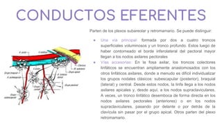 CONDUCTOS EFERENTES
Parten de los plexos subareolar y retromamario. Se puede distinguir:
● Una vía principal: formada por dos a cuatro troncos
superficiales voluminosos y un tronco profundo. Estos luego de
haber contorneado el borde inferolateral del pectoral mayor
llegan a los nodos axilares pectorales
● Vías accesorias: En la fosa axilar, los troncos colectores
linfáticos se encuentran ampliamente anastomosados con los
otros linfáticos axilares, donde a menudo es difícil individualizar
los grupos nodales clásicos: subescapular (posterior), braquial
(lateral) y central. Desde estos nodos, la linfa llega a los nodos
axilares apicales y, desde aquí, a los nodos supraclaviculares.
A veces, un tronco linfático desemboca de forma directa en los
nodos axilares pectorales (anteriores) o en los nodos
supraclaviculares, pasando por delante o por detrás de la
clavícula sin pasar por el grupo apical. Otros parten del plexo
retromamario.
 