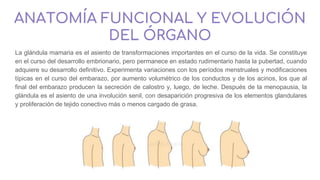 ANATOMÍA FUNCIONAL Y EVOLUCIÓN
DEL ÓRGANO
La glándula mamaria es el asiento de transformaciones importantes en el curso de la vida. Se constituye
en el curso del desarrollo embrionario, pero permanece en estado rudimentario hasta la pubertad, cuando
adquiere su desarrollo definitivo. Experimenta variaciones con los períodos menstruales y modificaciones
típicas en el curso del embarazo, por aumento volumétrico de los conductos y de los acinos, los que al
final del embarazo producen la secreción de calostro y, luego, de leche. Después de la menopausia, la
glándula es el asiento de una involución senil, con desaparición progresiva de los elementos glandulares
y proliferación de tejido conectivo más o menos cargado de grasa.
 