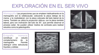 EXPLORACIÓN EN EL SER VIVO
Mamografía: Las proyecciones que se emplean habitualmente en la
mamografía son la cefalocaudal, colocando la placa debajo de la
mama, y la mediolateral, con la placa colocada del lado lateral de la
mama. También se utiliza la proyección oblicua, con la placa también
lateral, pero con inclinación del tubo de 30°, que permite observar el
proceso axilar. Se pueden utilizar medios de contraste para realizar
estudios como la galactografía.
Ecografía mamaria:
constituye un estudio
complementario de la
mamografía. Permite
distinguir entre estructuras
líquidas y sólidas
 