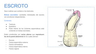 ESCROTO
Saco cutáneo que contiene a los testículos.
Bolsas escrotales: cavidades individuales del escroto
con envolturas independientes.
Contenido:
● Testículo
● Epidídimo
● Parte inferior de los cordones espermáticos está
contenido en bolsas escrotales.
Están constituidas por varios planos que reproducen
los de la pared abdominal de los cuales derivan:
- Escroto
- Fascia espermática externa
- Fascia cremastérica
- Fascia espermática interna
- Fascia vaginal.
 