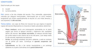 CONSTITUCIÓN
Está formado por dos capas:
● La piel
● La túnica dartos.
Piel: común a las dos mitades del escroto. Fina, extensible, pigmentada,
marcada por pliegues transversales, interrumpida por un surco mediano
longitudinal que divide superficialmente el escroto en una mitad derecha y
una izquierda: el rafe escrotal.
Túnica dartos: una capa de fibras de músculo liso que origina el aspecto
rugoso del escroto.Representa en el escroto al tejido subcutáneo abdominal.
- Plano mediano: envía una prolongación ascendente en el plano
sagital que forma el tabique escrotal y determina dos cavidades
dentro del escroto: las bolsas escrotales. El tabique escrotal llega
por arriba hasta la cara inferior de la raíz del pene, y por abajo hasta
el rafe escrotal, separando los testículos.
- Arriba: se prolonga alrededor del pene, adelante, y está en contacto
con el periné por atrás. Constituye el aparato suspensor del
escroto.
- Lateralmente: se fija a las ramas isquiopúbicas y se prolonga
adelante en el plano subcutáneo de la pared abdominal.
 
