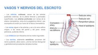 VASOS Y NERVIOS DEL ESCROTO
– Las arterias, cutáneas, vienen de las arterias
pudendas externas, de la arteria femoral y perineales
superficiales. Las arterias profundas son ramas de la
arteria cremastérica, rama de la epigástrica inferior, que
acompaña al cordón por fuera de la fascia cremastérica.
– Las venas siguen a las arterias y van a la vena safena
magna, a las venas del periné y del pene: venas
pelvianas, pudenda interna.
– Los linfáticos son tributarios de los nodos inguinales.
– Los nervios, solamente sensitivos, provienen del
nervio pudendo, plexo sacro, y de los nervios ilioinguinal
y genitofemoral procedentes del plexo lumbar.
 