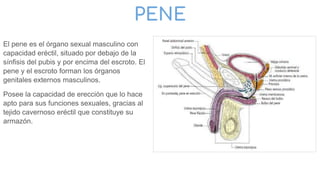 PENE
El pene es el órgano sexual masculino con
capacidad eréctil, situado por debajo de la
sínfisis del pubis y por encima del escroto. El
pene y el escroto forman los órganos
genitales externos masculinos.
Posee la capacidad de erección que lo hace
apto para sus funciones sexuales, gracias al
tejido cavernoso eréctil que constituye su
armazón.
 