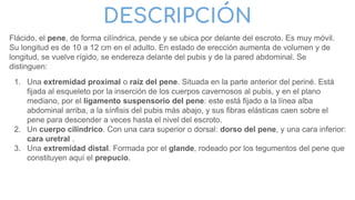 DESCRIPCIÓN
Flácido, el pene, de forma cilíndrica, pende y se ubica por delante del escroto. Es muy móvil.
Su longitud es de 10 a 12 cm en el adulto. En estado de erección aumenta de volumen y de
longitud, se vuelve rígido, se endereza delante del pubis y de la pared abdominal. Se
distinguen:
1. Una extremidad proximal o raíz del pene. Situada en la parte anterior del periné. Está
fijada al esqueleto por la inserción de los cuerpos cavernosos al pubis, y en el plano
mediano, por el ligamento suspensorio del pene: este está fijado a la línea alba
abdominal arriba, a la sínfisis del pubis más abajo, y sus fibras elásticas caen sobre el
pene para descender a veces hasta el nivel del escroto.
2. Un cuerpo cilíndrico. Con una cara superior o dorsal: dorso del pene, y una cara inferior:
cara uretral .
3. Una extremidad distal. Formada por el glande, rodeado por los tegumentos del pene que
constituyen aquí el prepucio.
 