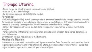 Trompa Uterina
-Tiene forma de cilindro hueco con un extremo dilatado
-Mide de 10 a 12 cm de largo.
-Su dirección general es de lateral a medial.
Porciones:
-Infundíbulo [pabellón]: Movil; Corresponde al extremo lateral de la trompa uterina, tiene la
forma de un embudo orientado hacia abajo, atrás y medialmente. Intraperitoneal verdadero.
-Ampolla [cuerpo]: Corresponde a los dos tercios laterales de la trompa.
-Istmo: Corresponde al tercio medial de la trompa. Parte rectilínea y menos móvil de la
trompa.
-Porción uterina [intramural]: Intraparietal, alojada en el espesor de la pared del útero, a
nivel del cuerno.
Orientación oblicua hacia abajo y medialmente.
Medios de fijación:
La trompa uterina está contenida en el ligamento ancho. Esta formación peritoneal va desde
la pared pelviana hasta el borde lateral del útero. Está rodeada por el peritoneo, cuyas dos
hojas, anterior y posterior, constituyen el mesosálpinx.
 
