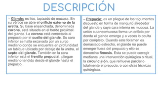 – Glande: es liso, tapizado de mucosa. En
su vértice se abre el orificio externo de la
uretra. Su base ensanchada, denominada
corona, está situada en el borde proximal
del glande. La corona está conectada al
prepucio por el cuello del glande. Su cara
inferior se halla excavada por un surco
mediano donde se encuentra en profundidad
un tabique ubicado por debajo de la uretra, el
septo del glande. También en la cara
inferior está el frenillo prepucial, pliegue
mediano tendido desde el glande hasta el
prepucio.
DESCRIPCIÓN
– Prepucio: es un pliegue de los tegumentos
dispuesto en forma de manguito alrededor
del glande y cuya cara interna es mucosa. La
unión cutaneomucosa forma un orificio por
donde el glande emerge y a veces lo oculta
por completo. Cuando este foramen es
demasiado estrecho, el glande no puede
emerger fuera del prepucio y ello se
denomina fimosis. Esta se puede corregir
mediante una intervención quirúrgica o ritual,
la circuncisión, que remueve parcial o
totalmente el prepucio, o con otras técnicas
quirúrgicas.
 