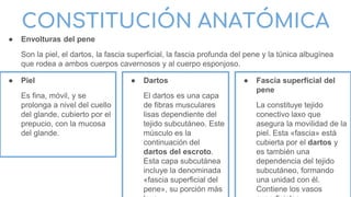 CONSTITUCIÓN ANATÓMICA
● Envolturas del pene
Son la piel, el dartos, la fascia superficial, la fascia profunda del pene y la túnica albugínea
que rodea a ambos cuerpos cavernosos y al cuerpo esponjoso.
● Piel
Es fina, móvil, y se
prolonga a nivel del cuello
del glande, cubierto por el
prepucio, con la mucosa
del glande.
● Dartos
El dartos es una capa
de fibras musculares
lisas dependiente del
tejido subcutáneo. Este
músculo es la
continuación del
dartos del escroto.
Esta capa subcutánea
incluye la denominada
«fascia superficial del
pene», su porción más
● Fascia superficial del
pene
La constituye tejido
conectivo laxo que
asegura la movilidad de la
piel. Esta «fascia» está
cubierta por el dartos y
es también una
dependencia del tejido
subcutáneo, formando
una unidad con él.
Contiene los vasos
 