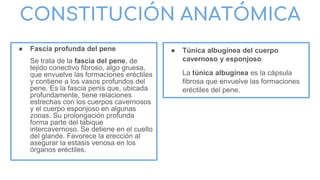 CONSTITUCIÓN ANATÓMICA
● Fascia profunda del pene
Se trata de la fascia del pene, de
tejido conectivo fibroso, algo gruesa,
que envuelve las formaciones eréctiles
y contiene a los vasos profundos del
pene. Es la fascia penis que, ubicada
profundamente, tiene relaciones
estrechas con los cuerpos cavernosos
y el cuerpo esponjoso en algunas
zonas. Su prolongación profunda
forma parte del tabique
intercavernoso. Se detiene en el cuello
del glande. Favorece la erección al
asegurar la estasis venosa en los
órganos eréctiles.
● Túnica albugínea del cuerpo
cavernoso y esponjoso
La túnica albugínea es la cápsula
fibrosa que envuelve las formaciones
eréctiles del pene.
 