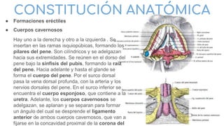 CONSTITUCIÓN ANATÓMICA
● Formaciones eréctiles
● Cuerpos cavernosos
Hay uno a la derecha y otro a la izquierda . Se
insertan en las ramas isquiopúbicas, formando los
pilares del pene. Son cilíndricos y se adelgazan
hacia sus extremidades. Se reúnen en el dorso del
pene bajo la sínfisis del pubis, formando la raíz
del pene. Hacia adelante y hasta el glande se
forma el cuerpo del pene. Por el surco dorsal
pasa la vena dorsal profunda, con la arteria y los
nervios dorsales del pene. En el surco inferior se
encuentra el cuerpo esponjoso, que contiene a la
uretra. Adelante, los cuerpos cavernosos se
adelgazan, se aplanan y se separan para formar
un ángulo del cual se desprende el ligamento
anterior de ambos cuerpos cavernosos, que van a
fijarse en la concavidad proximal de la corona del
 