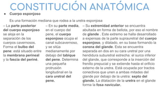 CONSTITUCIÓN ANATÓMICA
● Cuerpo esponjoso
Es una formación mediana que rodea a la uretra esponjosa
– La parte posterior
del cuerpo esponjoso
se aloja en la
separación de los
cuerpos cavernosos.
Forma el bulbo del
pene: está situado entre
la membrana perineal
y la fascia del periné.
– En su parte media,
en el cuerpo del
pene, el cuerpo
esponjoso ocupa el
canal subcavernoso,
y se sitúa
medianamente por
debajo del tabique
del pene. Determina
una pequeña
protrusión
longitudinal en la
cara uretral del
pene.
– Su extremidad anterior se encuentra
abultada en forma de bellota, por eso el nombre
de glande . Este extremo se halla desarrollado
a expensas de la parte suprauretral del cuerpo
esponjoso, y dilatado, en su base formando la
corona del glande. Esta se encuentra
separada en dos en su cara uretral por una
hendidura suburetral estrecha: el surco inferior
del glande, que corresponde a la inserción del
frenillo prepucial y se extiende hasta el orificio
externo de la uretra. Está ocupada por tractos
conectivos que unen a ambas mitades del
glande por debajo de la uretra: septo del
glande. La dilatación de la uretra en el glande
forma la fosa navicular.
 