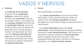VASOS Y NERVIOS
● Arterias
Las arterias de las túnicas
provienen de las pudendas
externas, ramas de la arteria
femoral y de la perineal, rama de
la pudenda interna . Las arterias de
los cuerpos eréctiles provienen de
las pudendas internas, ramas de
la ilíaca interna, por las arterias del
bulbo del pene y dorsal del pene.
Forman una importante red de la
cual las arterias profundas del
pene son las más desarrolladas.
Las arterias profundas dan ramas
dentro de los cuerpos cavernosos:
las arterias helicinas.
● Venas
Son superficiales y profundas
– Las venas superficiales de las túnicas drenan
hacia abajo, en las venas del escroto. Arriba, se
reúnen en la vena dorsal superficial del pene,
drenadas en la vena safena magna, proveniente de la
vena femoral.
– Las venas profundas drenan las venas
cavernosas, venas dilatadas de los cuerpos eréctiles,
formando la vena dorsal profunda. Esta última es un
voluminoso colector situado en la fascia del pene,
desde el glande hasta la raíz del pene. Pasa
enseguida debajo del pubis y termina en el espacio
retropúbico, en el plexo venoso vesical.
 