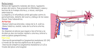 Relaciones:
Relieve del ligamento redondo del útero, ligamento
propio del ovario, fosa preovárica [Waldeyer], vasos y
nervios de la trompa uterina y, a veces, vestigios
embrionarios.
La ampolla y el infundíbulo están aplicados contra la
pared pelviana, delante del ovario y debajo de los vasos
ilíacos: fosa tuboovárica.
Arterias
-Ramas tubáricas,laterales, ramas de la A. ovárica.
-Rama tubárica, medial, rama de la arteria uterina.
Venas
Se disponen en plexos que siguen a las arterias y se
dividen en dos corrientes: medial o uterina y lateral u
ovárica (plexo pampiniforme).
Nervios
-Inervación parasimpática (segmentos medulares S2-S4)
a través de los nervios esplácnicos de la pelvis.
-Inervación simpática (segmentos medulares L1-L2) a
través del plexo uterovaginal.
 