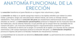 ANATOMÍA FUNCIONAL DE LA
ERECCIÓN
La erección transforma el pene flácido en un órgano más voluminoso y rígido.
La erección se debe a un aporte sanguíneo masivo a los tejidos eréctiles que rodean la uretra
bulbar y peneana. Exige una vascularización arterial intacta, así como un drenaje venoso
satisfactorio. Para producir la erección del pene las anastomosis arteriovenosas de los cuerpos
eréctiles se cierran. La estimulación parasimpática produce la relajación de los músculos lisos de
las trabéculas y de las arterias helicinas, lo que permite que la sangre llene las cavidades de los
cuerpos del pene. Los músculos bulboesponjosos e isquiocavernosos comprimen los plexos
venosos, impidiendo el retorno de la sangre. El aumento de la rigidez y el volumen de los cuerpos
cavernosos y del cuerpo esponjoso produce la erección del pene. La estimulación simpática
provoca el regreso del pene a la flacidez mediante los mecanismos inversos.
La imposibilidad de la erección se denomina disfunción eréctil. La permanencia de la erección es
el priapismo.
 