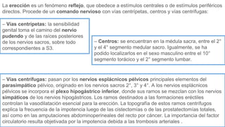 La erección es un fenómeno reflejo, que obedece a estímulos centrales o de estímulos periféricos
directos. Procede de un comando nervioso con vías centrípetas, centros y vías centrífugas:
– Vías centrípetas: la sensibilidad
genital toma el camino del nervio
pudendo y de las raíces posteriores
de los nervios sacros, sobre todo
correspondientes a S3.
– Centros: se encuentran en la médula sacra, entre el 2°
y el 4° segmento medular sacro. Igualmente, se ha
podido localizarlos en el sexo masculino entre el 10°
segmento torácico y el 2° segmento lumbar.
– Vías centrífugas: pasan por los nervios esplácnicos pélvicos principales elementos del
parasimpático pélvico, originado en los nervios sacros 2°, 3° y 4°. A los nervios esplácnicos
pélvicos se incorpora el plexo hipogástrico inferior, donde sus ramos se mezclan con los nervios
simpáticos de los nervios hipogástricos. Los ramos destinados a las formaciones eréctiles
controlan la vasodilatación esencial para la erección. La topografía de estos ramos centrífugos
explica la frecuencia de la impotencia luego de las cistectomías o de las prostatectomías totales,
así como en las amputaciones abdominoperineales del recto por cáncer. La importancia del factor
circulatorio resulta objetivada por la impotencia debida a las trombosis arteriales .
 