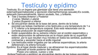 Testículo y epídimo
Testiculo: Es un órgano par,glandular que tiene una secreción
externa(Espermatozoide) y secreción interna(Hormonas sexuale).Es ovoide,
aplanado transversalmente, blanco azulado, liso, y brillante.
● Tiee 2 bordes:Anterior y Posterior
2 caras: Medial y Lateral
2 polos:(Superior e inferior
● Se encuentran detrás de la base del pene, dentro de la bolsa
escrotal.Las bolsas mantienen a los testículos a una temperatura de 1 a
3 °C inferior a la temperatura corporal. Esto está relacionado con la
correcta producción de espermatozoides,
● Están suspendidos de su extremo inferior por el cordón espermático y
están desprovistos de adherencias en la mayor parte de su superficie
exterior, por lo que resultan muy móviles en todos los sentidos, pudiendo
contraerse y ascender hacia el anillo inguinal.
● Los testículos están irrigados por las arterias espermáticas, la arteria
deferencial y la arteria funicular.
Epídimo: Es el lugar donde maduran y se almacenan los espermatozoides
Aplicado al borde posterior del testículo
Posee una cabeza, cuerpo y cola
 