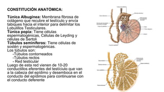 CONSTITUCIÓN ANATÓMICA:
Túnica Albugínea: Membrana fibrosa de
colágeno que recubre el testículo y envía
tabiques hacia el interior para delimitar los
Lobulillos Testiculares.
Túnica popia: Tiene células
espermatogénicas, Células de Leyding y
células de Sertoli
Túbulos seminíferos: Tiene células de
sostén y espermatogénicas.
Los túbulos son:
-Túbulos contorneados
-Túbulos rectos
- Red testicular
Luego de esta red vienen de 10-20
conductillos eferentes del testíciulo que van
a la cabeza del epídimo y desemboca en el
conducto del epídimos para continuarse con
el conducto deferente
 