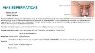 VIAS ESPERMÁTICAS
- Conducto deferente
- Vesícula seminal
- Conducto eyaculador
Conducto deferente:Los conductos deferentes son un par de tubos musculares rodeados de músculo liso,de 35 a 45 cm aproximadamente, que conectan el
epidídimo con los conductos eyaculadores intermediando el recorrido del semen entre estos.El conducto deferente se encuentran en el interior del cordón
espermático. Este cordón es la estructura que pasa por el conducto inguinal masculino y, en su desarrollo embriológico como gubernáculo, hace que los
testículos desciendan hacia una "bolsa" llamada escroto.
Además de tener en su interior al conducto deferente, también posee múltiples estructuras neurovasculares.
Vascularización e inervación: Arteria del conducto deferente (Art.Umbilical o rama de la Art. Vesical inferior)
Nervio del plexo hipogástrico
Relaciónes: Porción escrotal: Dentro del escroto
Porción funicular: Por encima del nivel del epídimo entra al CORDÓN ESPERMÁTICO, esta porción se extiende de aquí a hasta el anillo inguinal
superficial.
Porción inguinal: en el trayecto inguinal
Porción pélvica
 