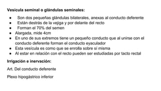 Vesícula seminal o glándulas seminales:
● Son dos pequeñas glándulas bilaterales, anexas al conducto deferente
● Están destrás de la vejiga y por delante del recto
● Forman el 70% del semen
● Alargada, mide 4cm
● En uno de sus extremos tiene un pequeño conducto que al unirse con el
conducto deferente forman el conducto eyaculador
● Esta vesícula es como que se enrolla sobre sí misma
● Al estar en relación con el recto pueden ser estudiadas por tacto rectal
Irrigación e inervación:
Art. Del conducto deferente
Plexo hipogástrico inferior
 
