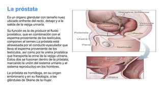 La próstata
Es un órgano glandular con tamaño nuez
ubicado enfrente del recto, debajo y a la
salida de la vejiga urinaria.
Su función es la de producir el fluido
prostático, que en combinación con el
esperma proveniente de los testículos,
componen el semen.La próstata está
atravesada por el conducto eyaculador que
lleva el esperma proveniente de los
testículos, así como por la uretra prostática
que transporta la orina de la vejiga urinaria.
Estos dos se fusionan dentro de la próstata,
marcando la unión del sistema urinario y el
sistema reproductivo en los hombres.
La próstata es homóloga, en su origen
embrionario y en su fisiología, a las
glándulas de Skene de la mujer.
 