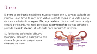 Útero
El útero es un órgano intrapélvico muscular hueco, con su cavidad tapizada por
mucosa. Tiene forma de cono cuyo vértice truncado encaja en la parte superior
de la cara anterior de la vagina. El cuerpo del útero está situado entre la vejiga
urinaria por delante, y el recto por detrás. El istmo uterino es más estrecho y
precede al cuello uterino, situado en la parte superior de la vagina.
Su función es la de recibir el huevo
fecundado, albergar el embrión y el feto
durante la gestación y expulsarlo al
momento del parto.
 
