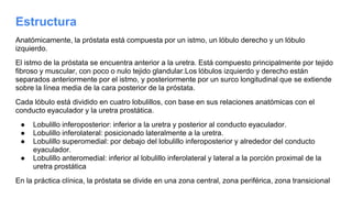 Estructura
Anatómicamente, la próstata está compuesta por un istmo, un lóbulo derecho y un lóbulo
izquierdo.
El istmo de la próstata se encuentra anterior a la uretra. Está compuesto principalmente por tejido
fibroso y muscular, con poco o nulo tejido glandular.Los lóbulos izquierdo y derecho están
separados anteriormente por el istmo, y posteriormente por un surco longitudinal que se extiende
sobre la línea media de la cara posterior de la próstata.
Cada lóbulo está dividido en cuatro lobulillos, con base en sus relaciones anatómicas con el
conducto eyaculador y la uretra prostática.
● Lobulillo inferoposterior: inferior a la uretra y posterior al conducto eyaculador.
● Lobulillo inferolateral: posicionado lateralmente a la uretra.
● Lobulillo superomedial: por debajo del lobulillo inferoposterior y alrededor del conducto
eyaculador.
● Lobulillo anteromedial: inferior al lobulillo inferolateral y lateral a la porción proximal de la
uretra prostática
En la práctica clínica, la próstata se divide en una zona central, zona periférica, zona transicional
 