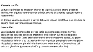 Vascularización
La fuente principal de irrigación arterial de la próstata es la arteria pudenda
interna, con algunas contribuciones adicionales de las arterias vesical inferior y
rectal media.
El drenaje venoso se realiza a través del plexo venoso prostático, que conduce la
sangre hacia las venas ilíacas internas.
Inervación:
Las glándulas son inervadas por las fibras parasimpáticas de los nervios
esplácnicos pélvicos del plexo prostático, que reciben sus fibras del plexo
hipogástrico inferior (para erección y efecto secretomotor de acinos). El plexo
hipogástrico inferior a su vez recibe fibras simpáticas preganglionares del plexo
hipogástrico superior para brindar inervación motora a los músculos lisos del
estroma glandular (para eyaculación y contracción muscular lisa).
 