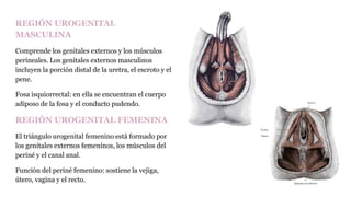 REGIÓN UROGENITAL
MASCULINA
Comprende los genitales externos y los músculos
perineales. Los genitales externos masculinos
incluyen la porción distal de la uretra, el escroto y el
pene.
Fosa isquiorrectal: en ella se encuentran el cuerpo
adiposo de la fosa y el conducto pudendo.
REGIÓN UROGENITAL FEMENINA
El triángulo urogenital femenino está formado por
los genitales externos femeninos, los músculos del
periné y el canal anal.
Función del periné femenino: sostiene la vejiga,
útero, vagina y el recto.
 
