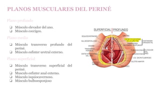 PLANOS MUSCULARES DEL PERINÉ
Plano profundo
❏ Músculo elevador del ano.
❏ Músculo coccígeo.
Plano medio
❏ Músculo transverso profundo del
periné.
❏ Músculo esfínter uretral externo.
Plano superficial
❏ Músculo transverso superficial del
periné.
❏ Musculo esfinter anal externo.
❏ Músculo isquiocavernoso.
❏ Músculo bulboesponjoso
 
