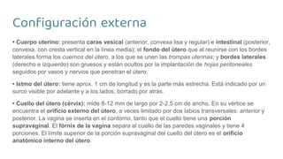 Configuración externa
• Cuerpo uterino: presenta caras vesical (anterior, convexa lisa y regular) e intestinal (posterior,
convexa, con cresta vertical en la línea media); el fondo del útero que al reunirse con los bordes
laterales forma los cuernos del útero, a los que se unen las trompas uterinas; y bordes laterales
(derecho e izquierdo) son gruesos y están ocultos por la implantación de hojas peritoneales
seguidos por vasos y nervios que penetran el útero.
• Istmo del útero: tiene aprox. 1 cm de longitud y es la parte más estrecha. Está indicado por un
surco visible por adelante y a los lados, borrado por atrás.
• Cuello del útero (cérvix): mide 8-12 mm de largo por 2-2,5 cm de ancho. En su vértice se
encuentra el orificio externo del útero, a veces limitado por dos labios transversales: anterior y
posterior. La vagina se inserta en el contorno, tanto que el cuello tiene una porción
supravaginal. El fórnix de la vagina separa al cuello de las paredes vaginales y tiene 4
porciones. El límite superior de la porción supravaginal del cuello del útero es el orificio
anatómico interno del útero.
 