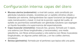 Configuración interna: capas del útero
⬥ Mucosa uterina (endometrio): a nivel del cuerpo, está constituido por
glándulas tubulares simples, revestidas por un epitelio cilíndrico ciliado y
rodeadas por estroma, distinguiéndose las capas funcional (se disgrega en
cada menstruación) y basal. A nivel de la porción vaginal del cuello, el
epitelio es pavimentoso estratificado con glándulas tubulares que segregan
un líquido favorable a la supervivencia del espermatozoide.
⬥ Capa muscular (miometrio): músculo liso, grueso, formado por 3 capas,
una externa (con fibras longitudinales y transversales), una media
(plexiforme, con fibras entrecruzadas) y otra externa (con fibras musculares
longitudinales, en algunas partes oblicuas, y en los cuellos uterinos,
circulares).
⬥ Serosa (perimetrio): formada por el peritoneo que tapiza sólo una parte.
 