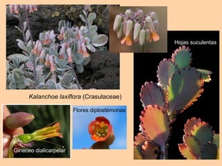 Kalanchoe laxiflora (Crasulaceae)
Hojas suculentas
Gineceo dialicarpelar
Flores diplostémonas
 