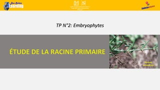 TP N°2: Embryophytes
Racines
adventives
 