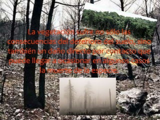 La vegetación sufre no sólo las
consecuencias del deterioro del suelo, sino
también un daño directo por contacto que
puede llegar a ocasionar en algunos casos
la muerte de la especie.
 