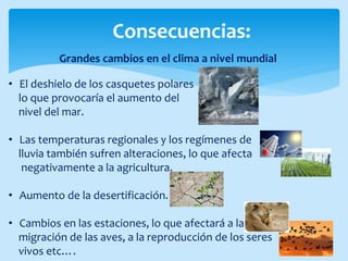 Consecuencias:
Grandes cambios en el clima a nivel mundial
• El deshielo de los casquetes polares
lo que provocaría el aumento del
nivel del mar.
• Las temperaturas regionales y los regímenes de
lluvia también sufren alteraciones, lo que afecta
negativamente a la agricultura.
• Aumento de la desertificación.
• Cambios en las estaciones, lo que afectará a la
migración de las aves, a la reproducción de los seres
vivos etc….
 