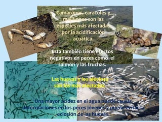 Una mayor acidez en el agua puede causar
deformaciones en los peces jóvenes y puede evitar la
eclosión de las huevas.
Las huevas y los alevines
son los más afectados.
Esta también tiene efectos
negativos en peces como el
salmón y las truchas.
Camarones, caracoles y
mejillones son las
especies más afectadas
por la acidificación
acuática.
 