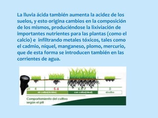 La lluvia ácida también aumenta la acidez de los
suelos, y esto origina cambios en la composición
de los mismos, produciéndose la lixiviación de
importantes nutrientes para las plantas (como el
calcio) e infiltrando metales tóxicos, tales como
el cadmio, níquel, manganeso, plomo, mercurio,
que de esta forma se introducen también en las
corrientes de agua.
 
