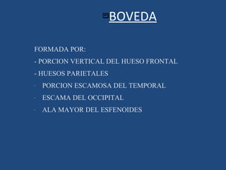 BOVEDA FORMADA POR: - PORCION VERTICAL DEL HUESO FRONTAL - HUESOS PARIETALES PORCION ESCAMOSA DEL TEMPORAL ESCAMA DEL OCCIPITAL ALA MAYOR DEL ESFENOIDES 