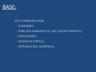 BASE:   ESTA FORMADA POR: -  ETMOIDES -  PORCION HORIZONTAL DEL HUESO FRONTAL  -  ESFENOIDES -  HUESO OCCIPITAL -  PEÑASCO DEL TEMPORAL  